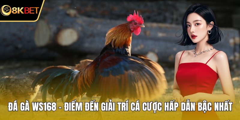 Đá gà WS168