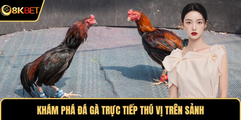 Khám phá đá gà trực tiếp thú vị trên sảnh