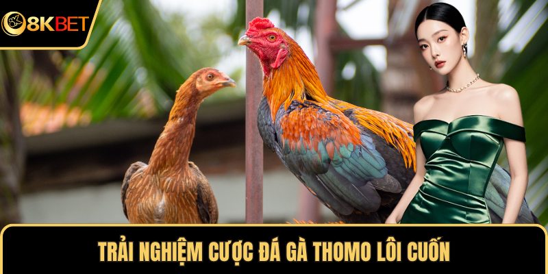 Trải nghiệm cược đá gà Thomo lôi cuốn